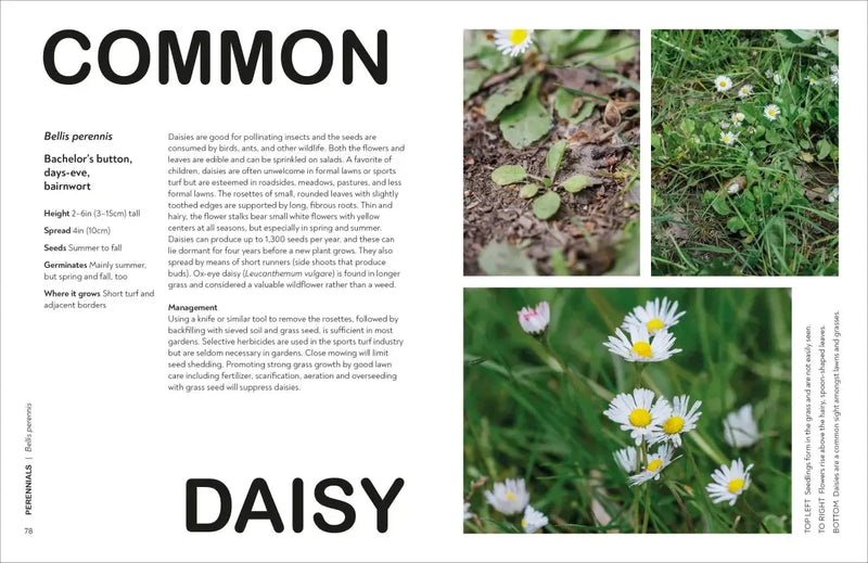 What's That Weed? US - Hardback