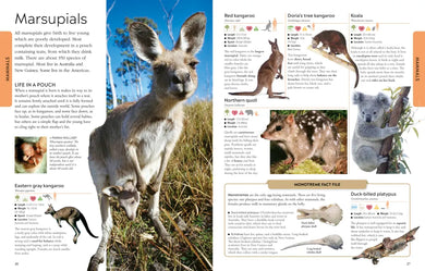 Animals A Visual Encyclopedia US - Paperback / softback