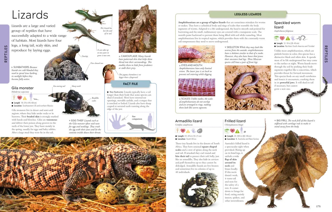 Animals A Visual Encyclopedia US - Paperback / softback