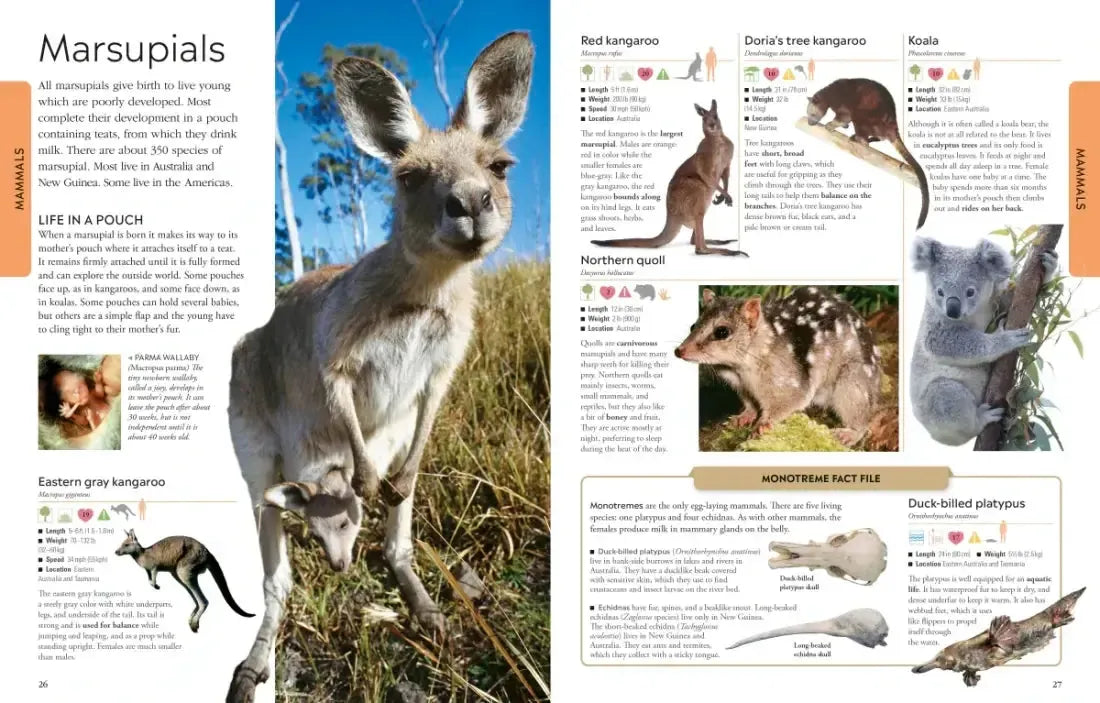 Animals A Visual Encyclopedia US - Paperback / softback