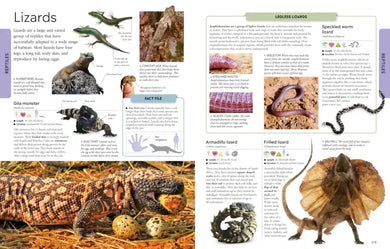 Animals A Visual Encyclopedia US - Paperback / softback