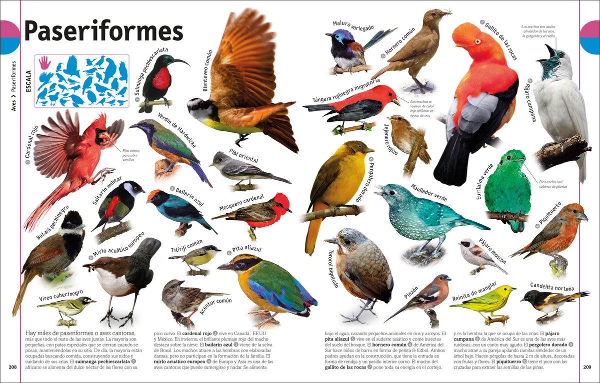 El Libro de los animales (Our World in Pictures: The Animal Book) interior 2 (ISBN 9780744094107)