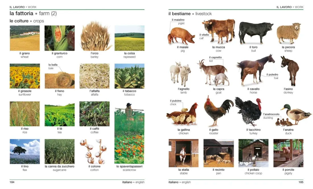 Italian English Bilingual Visual Dictionary US - Paperback / softback