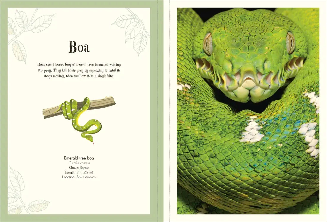 An Anthology of Intriguing Animals Poster Book US - Paperback / softback