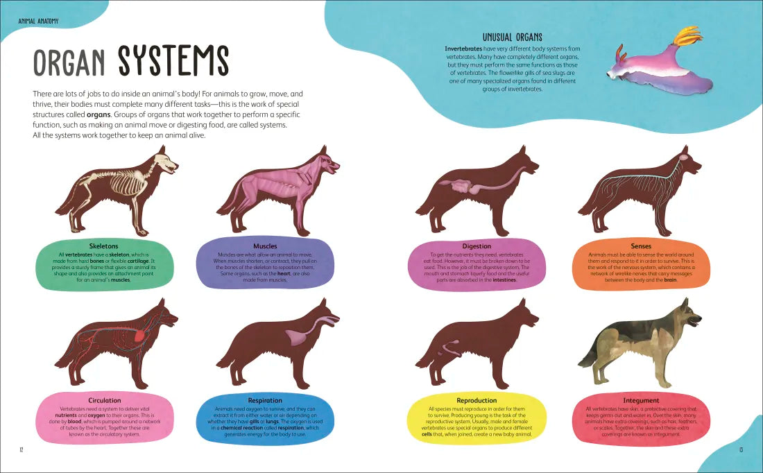 The Animal Body Book US - Hardback