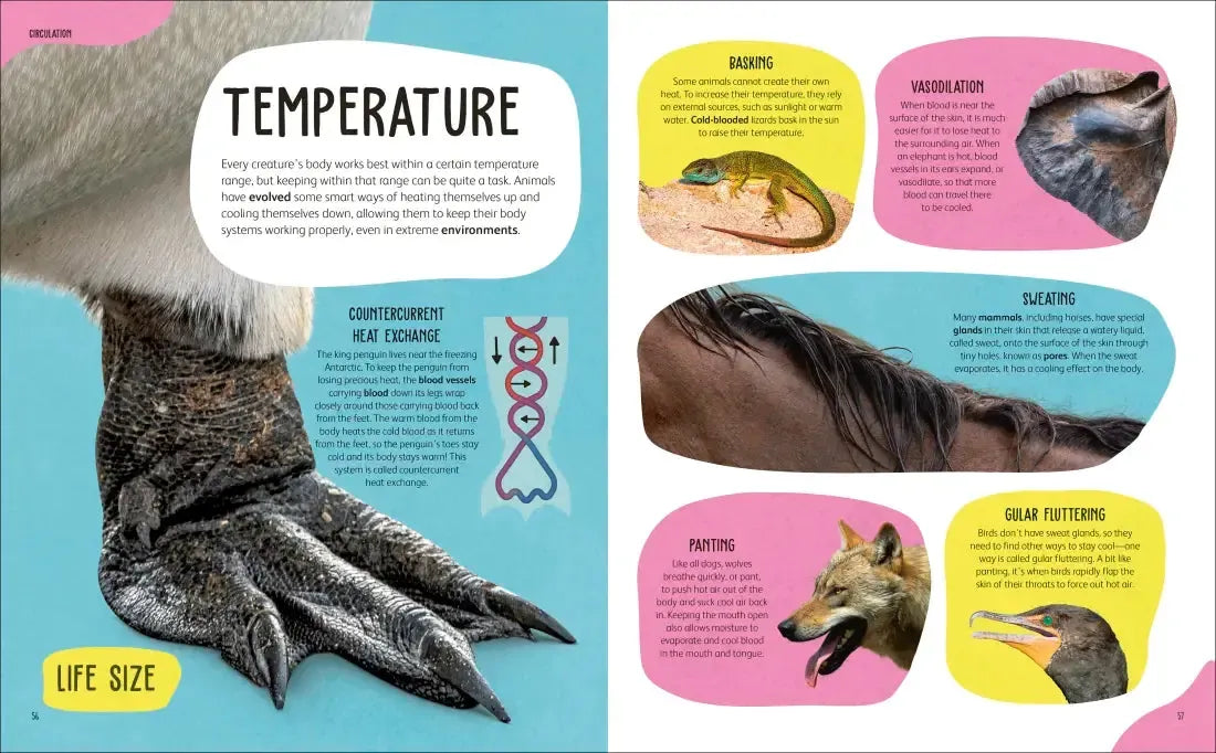 The Animal Body Book US - Hardback