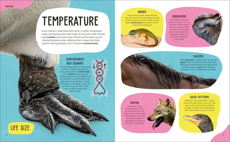 The Animal Body Book US - Hardback