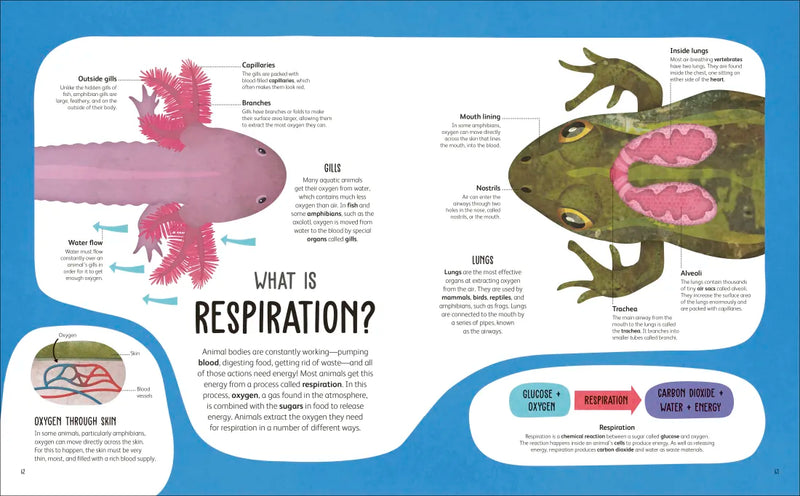 The Animal Body Book US - Hardback