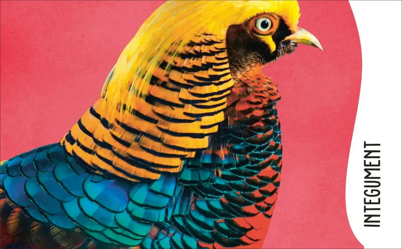 The Animal Body Book US - Hardback