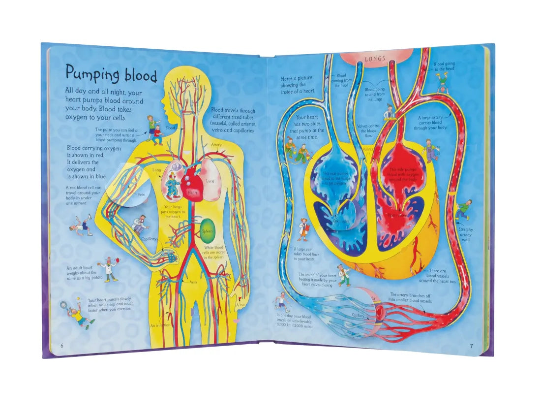 See Inside Your Body GB - Board book