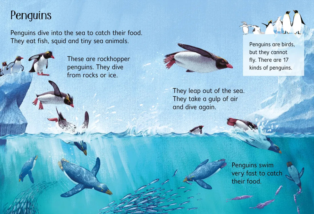 Under the Sea GB - Hardback