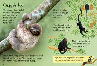 Rainforests GB - Hardback