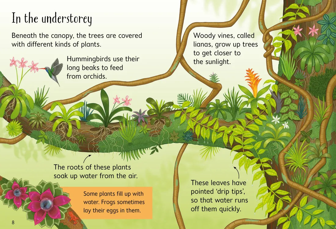 Rainforests GB - Hardback
