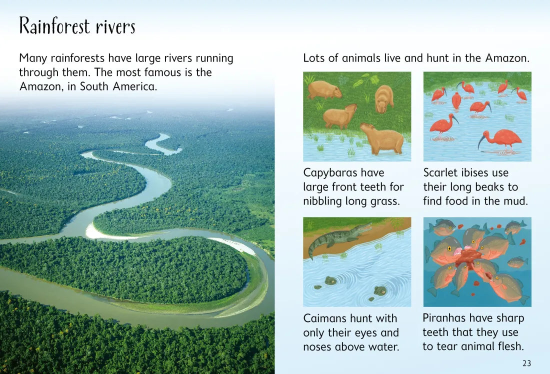 Rainforests GB - Hardback