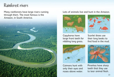 Rainforests GB - Hardback