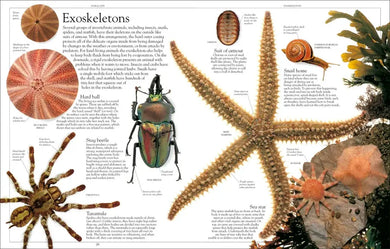 Encyclopedia of Animals US - Paperback / softback