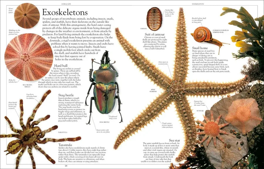 Encyclopedia of Animals US - Paperback / softback