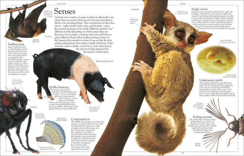 Encyclopedia of Animals US - Paperback / softback