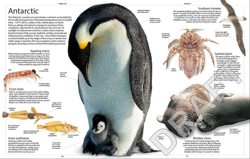 Encyclopedia of Animals US - Paperback / softback