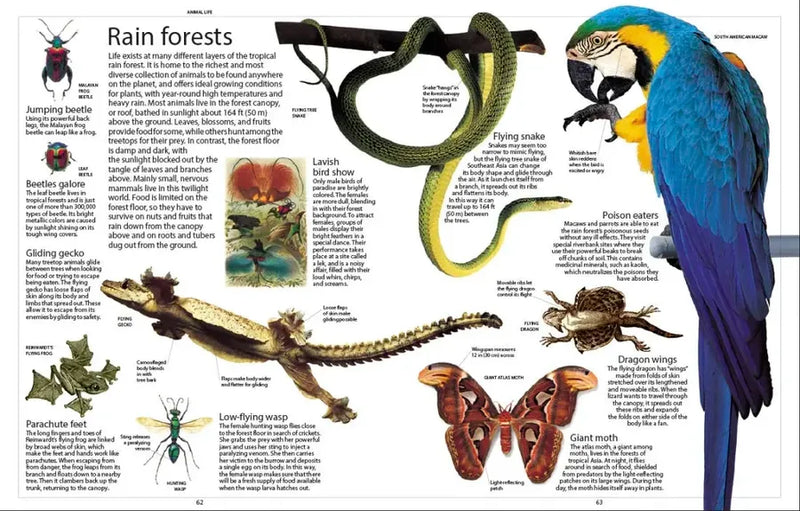 Encyclopedia of Animals US - Paperback / softback