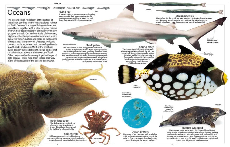 Encyclopedia of Animals US - Paperback / softback