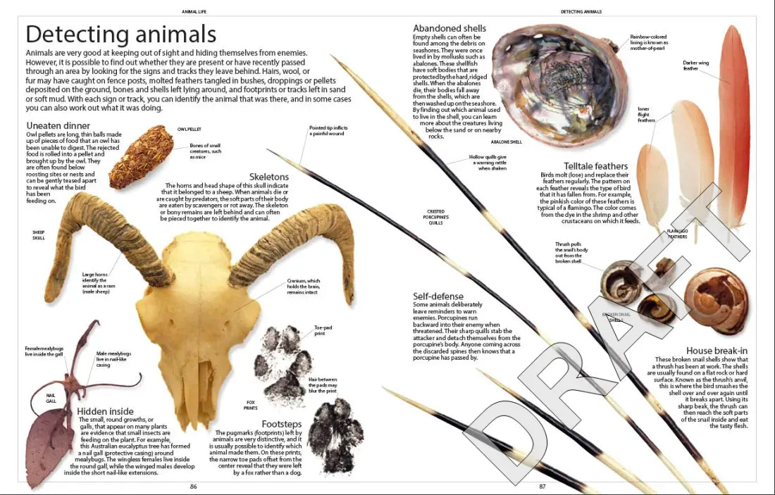 Encyclopedia of Animals US - Paperback / softback