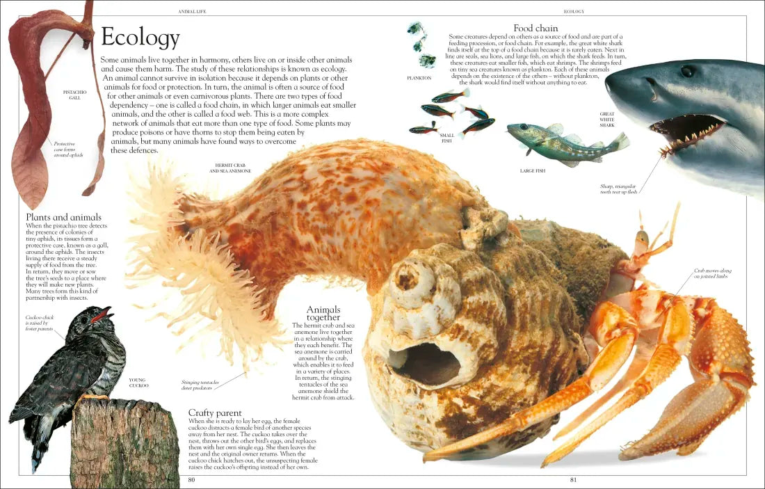 Encyclopedia of Animals US - Paperback / softback