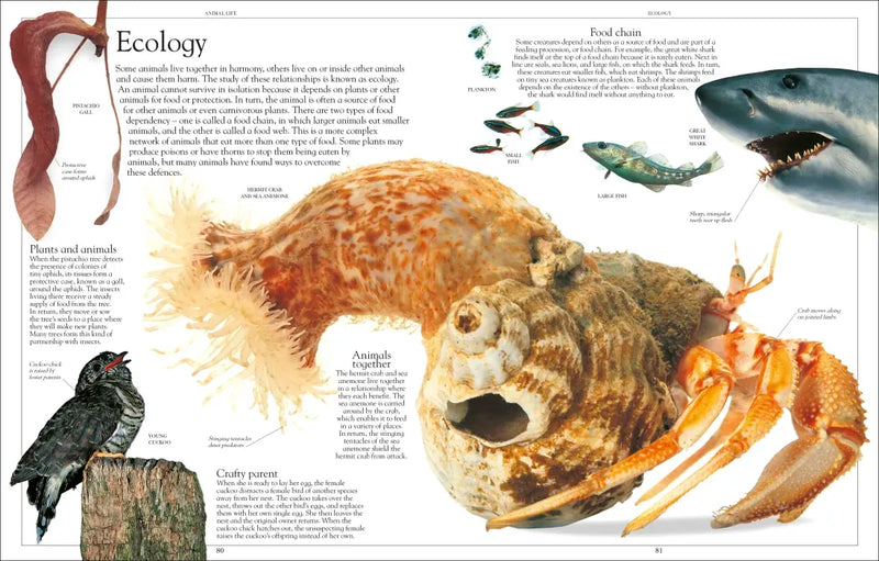 Encyclopedia of Animals US - Paperback / softback