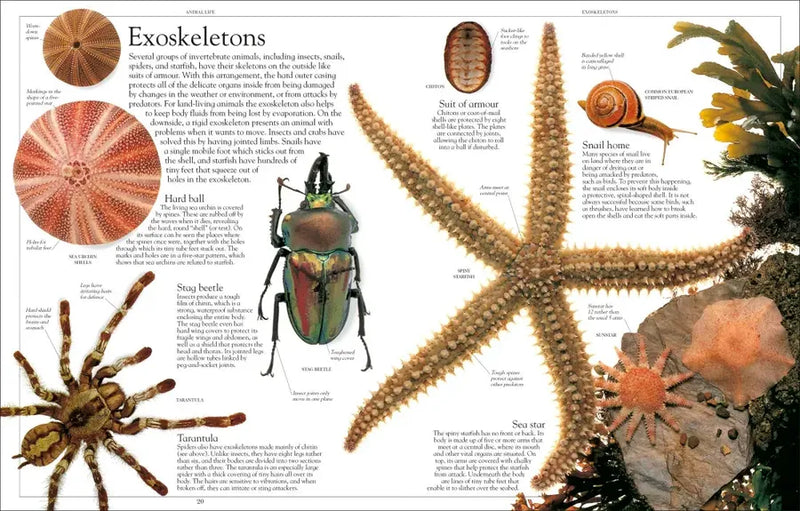 Encyclopedia of Animals US - Paperback / softback