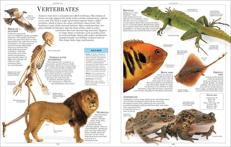 Encyclopedia of Animals US - Paperback / softback