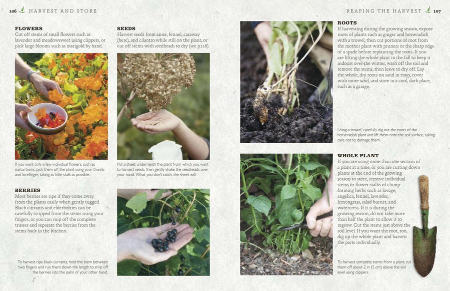 The Cook's Herb Garden US - Hardback