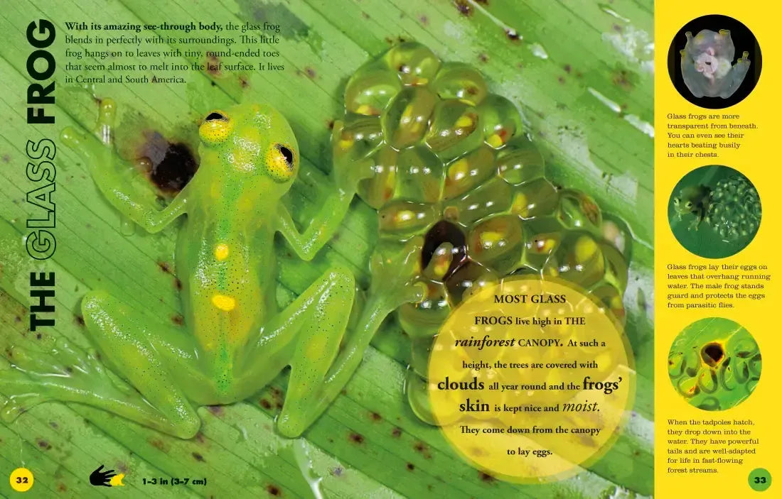 Everything You Need to Know About Frogs and Other Slippery Creatures US - Hardback