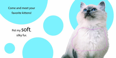 Touch and Feel: Kitten US - Board book