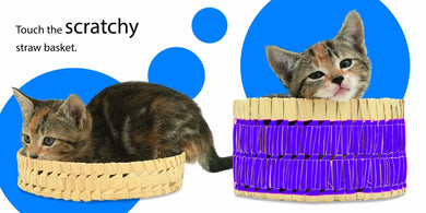 Touch and Feel: Kitten US - Board book