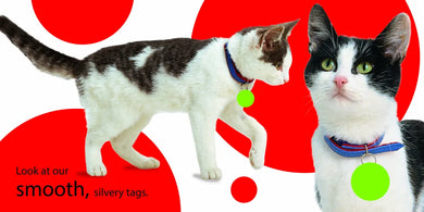 Touch and Feel: Kitten US - Board book