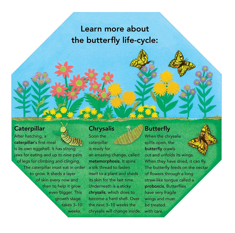 Caterpillar to Butterfly: Fold Out and Find Out US - Hardback