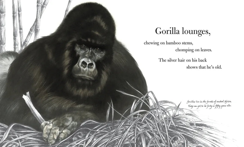 Ape US - Paperback / softback