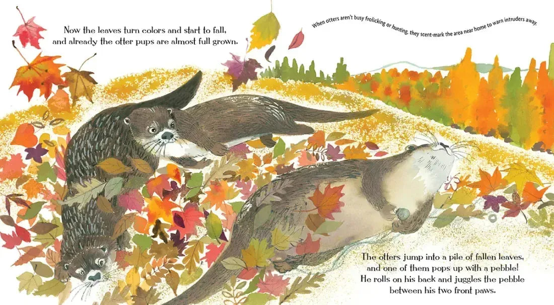 Otters Love to Play US - Hardback