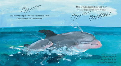 Dolphin Baby! US - Paperback / softback