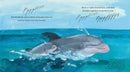 Dolphin Baby! US - Paperback / softback