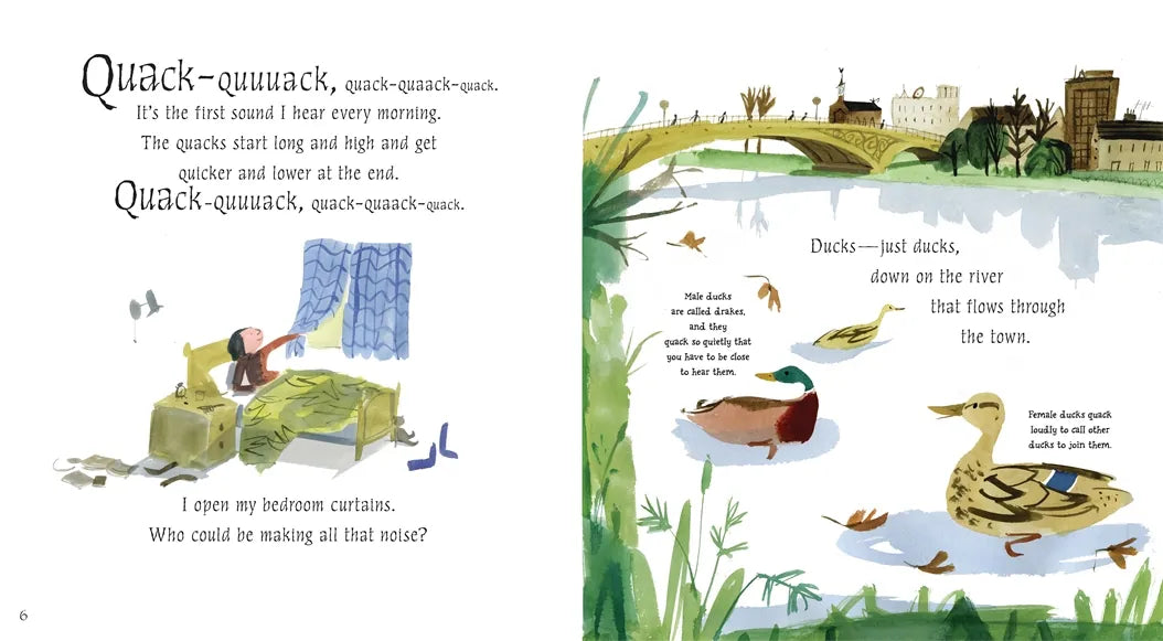 Just Ducks! US - Paperback / softback