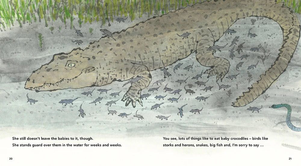 Beware of the Crocodile US - Hardback