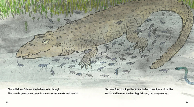 Beware of the Crocodile US - Hardback