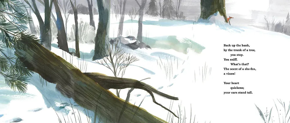 Little Fox in the Snow US - Hardback