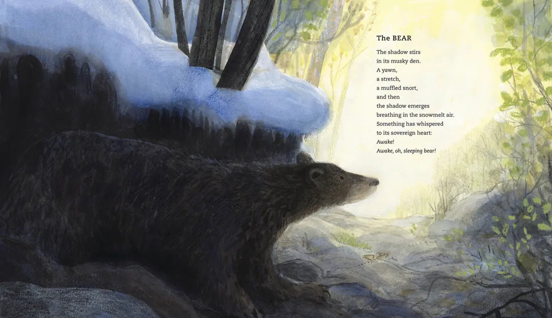 In the Woods US - Hardback