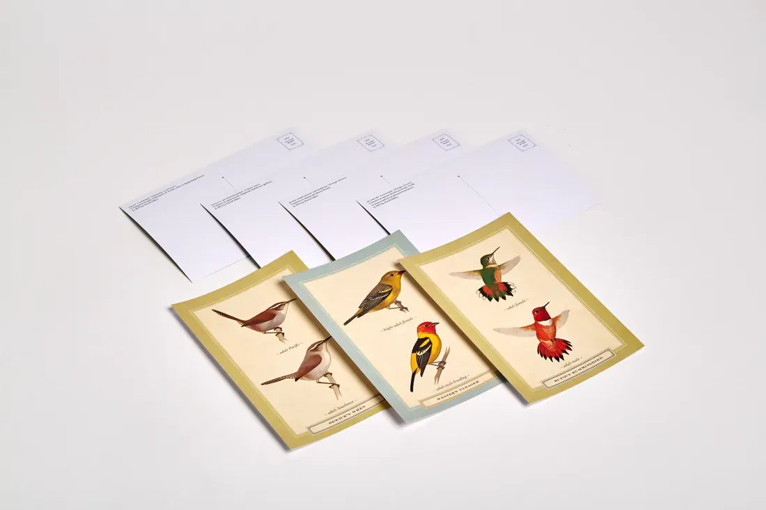 Sibley Backyard Birding Postcards US - Cards