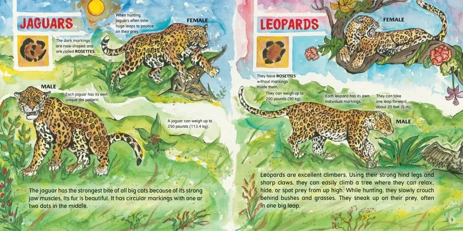 Big Cats! US - Hardback