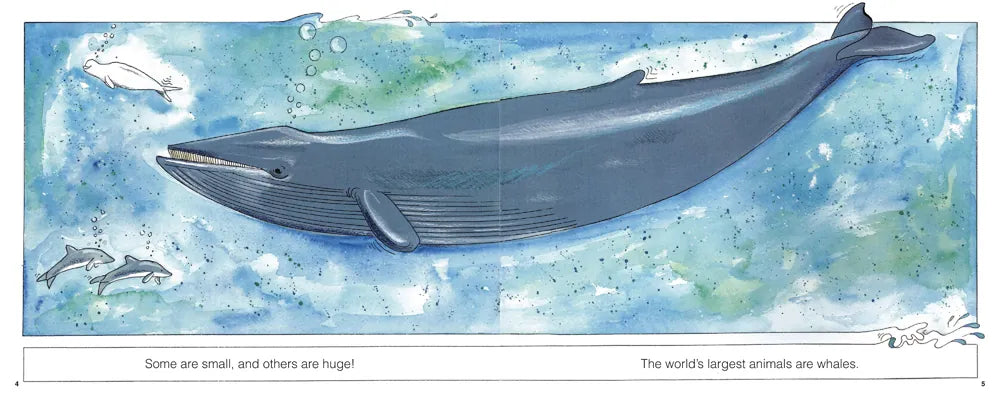 Whales (New & Updated) US - Hardback