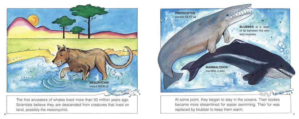 Whales (New & Updated) US - Hardback