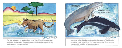 Whales (New & Updated) US - Hardback